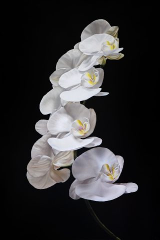 'Ascendant Orchid' by Adriana Molea at Gallery 133