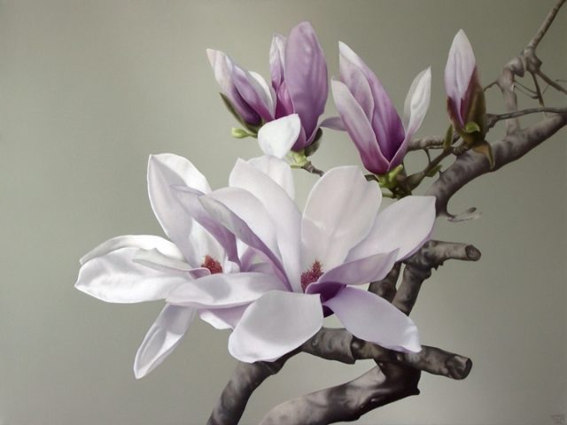 free_magnolia